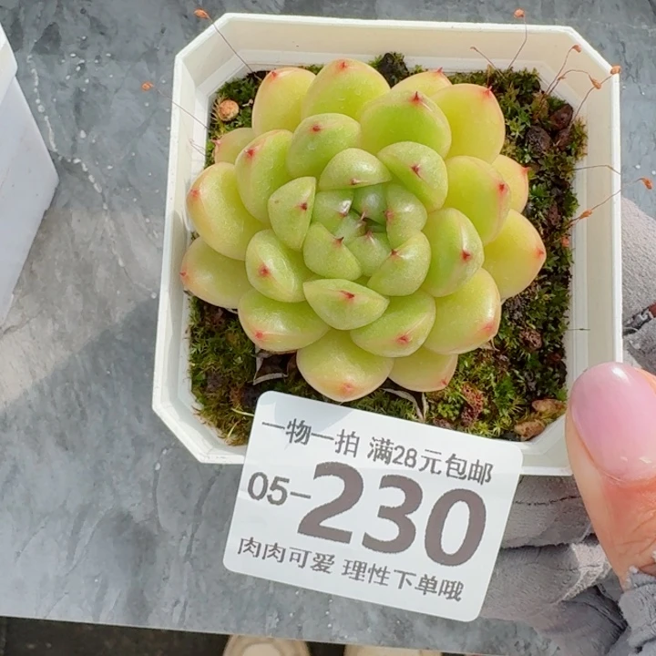 莱拉多肉无盆土发货无