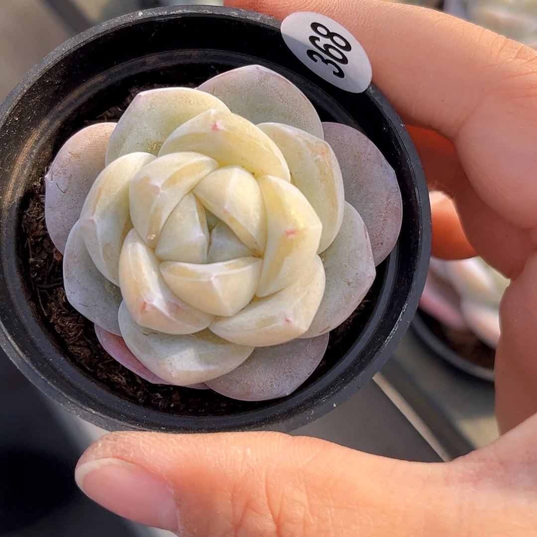 368  冰雕珍妮 满18包邮