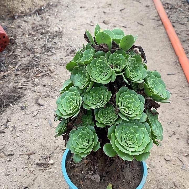 绿羊绒多肉植物015