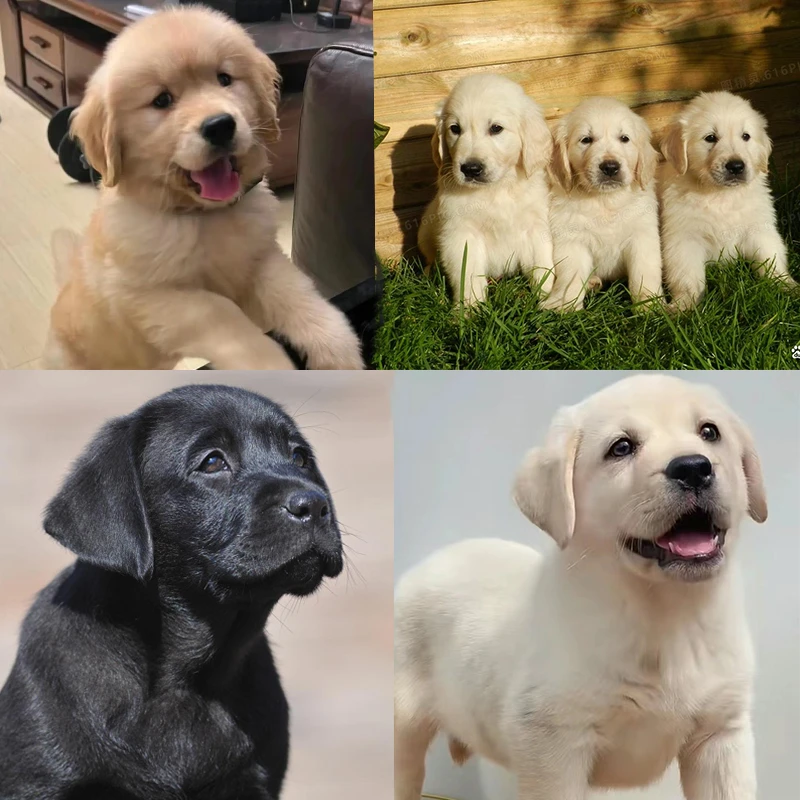 《永源犬舍》沙滩金金毛 金毛幼犬 拉布拉多 柴犬