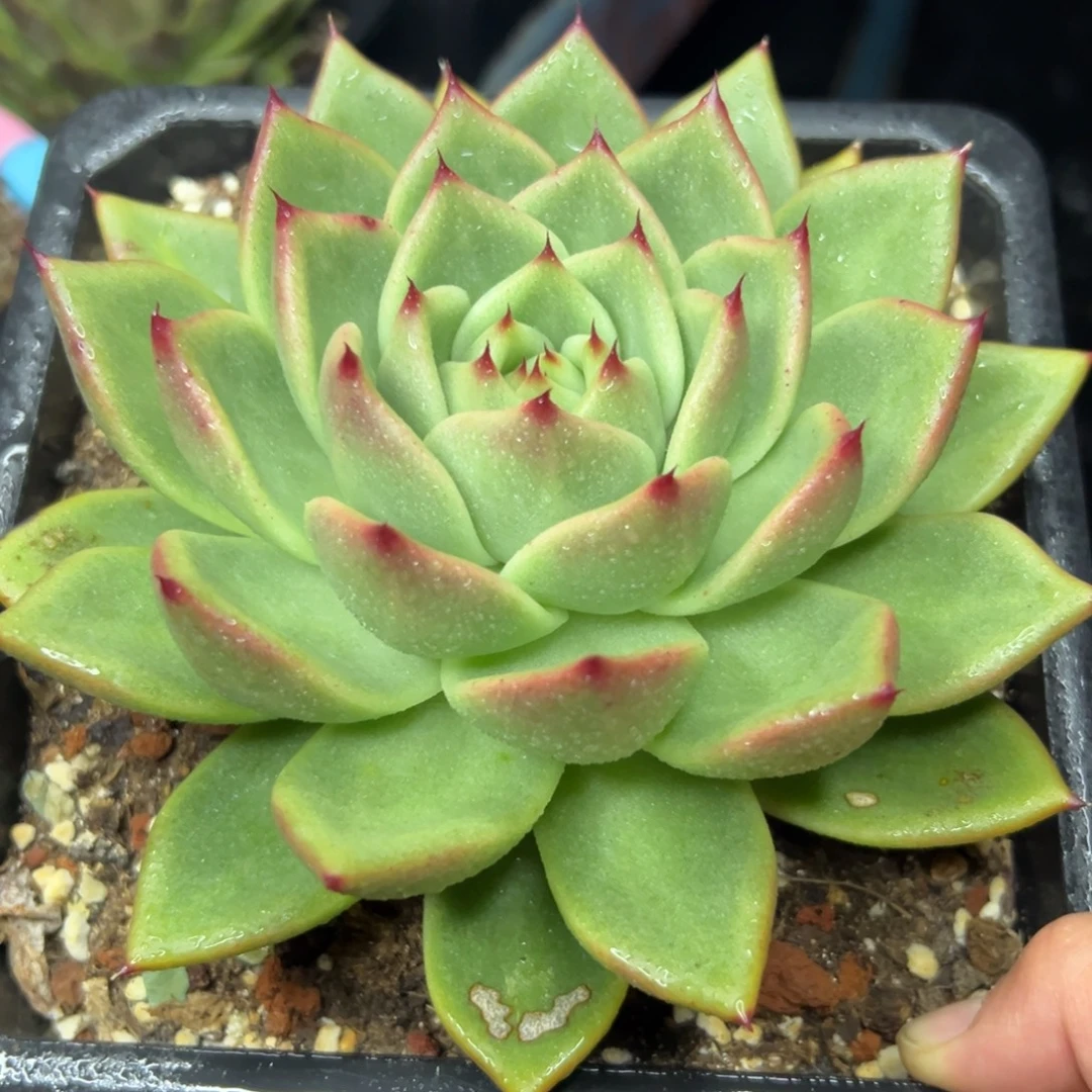 多肉植物一物一拍（147号）