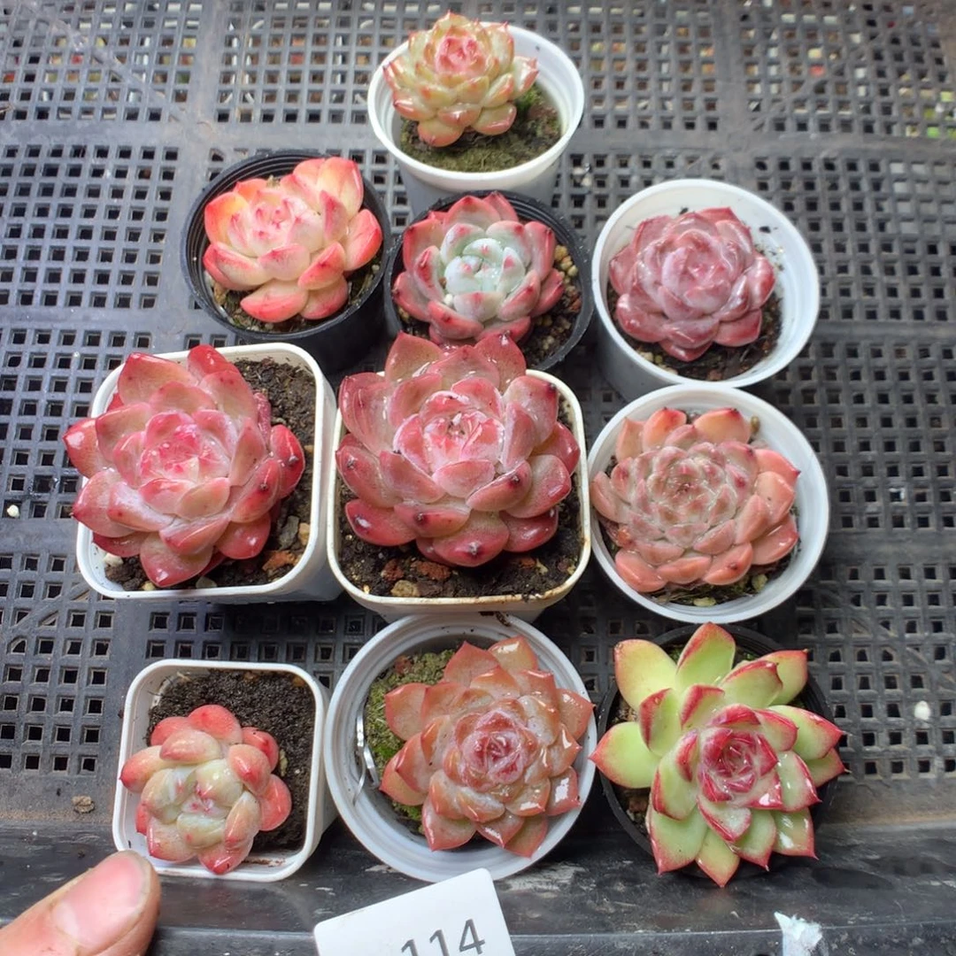 全部花朵Q114。yyyyyyyyy