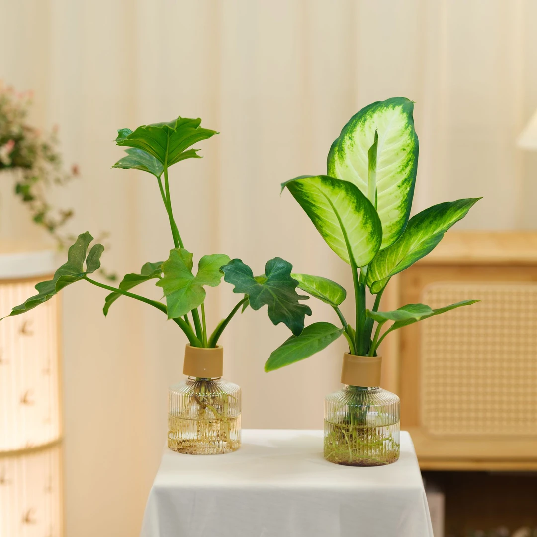 【 买一送一】玛丽安+春羽水培植物客厅室内净化空气桌面四季常青