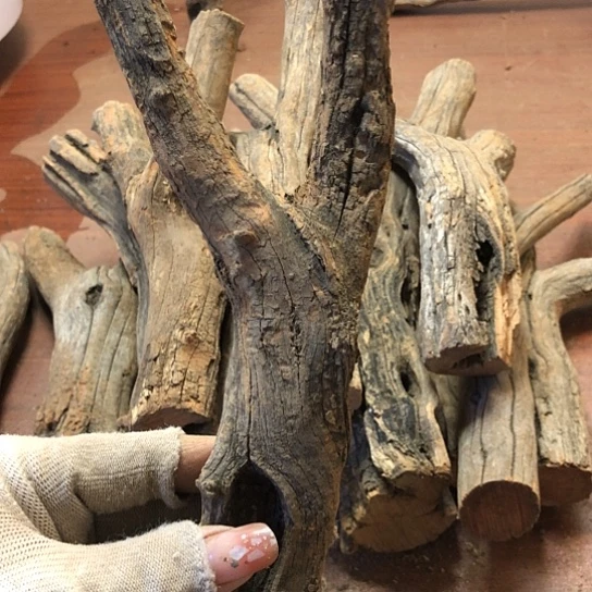 大果紫檀(缅甸花梨)曾***诺