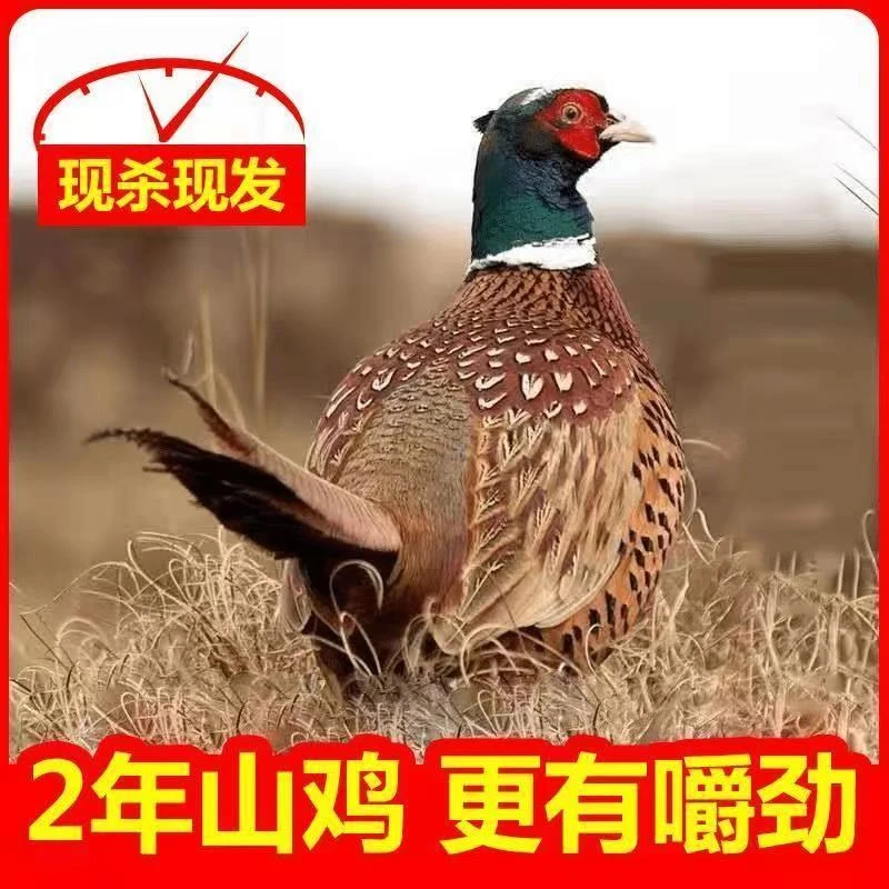 【现杀现宰】户外散养一年以上七彩山鸡  顺丰发货