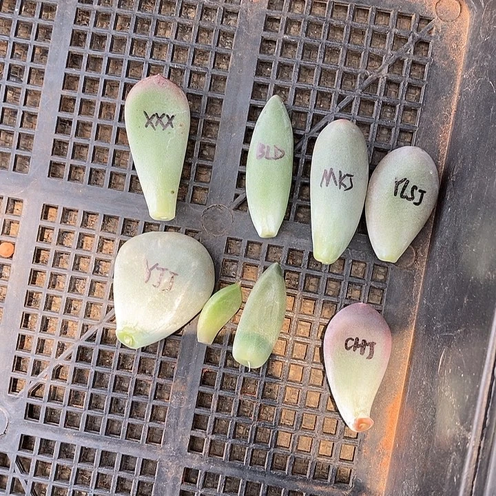 一组美肉多肉植物