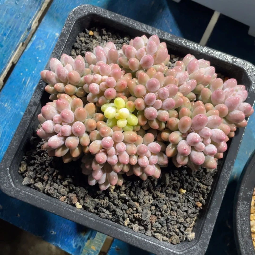 一物一拍中通快递