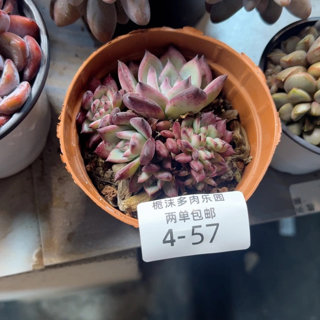 疯***）4-57红拉糖多肉植物