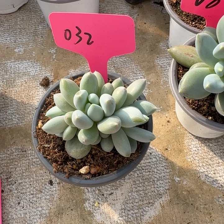 032黄胖体哥特新号福利价