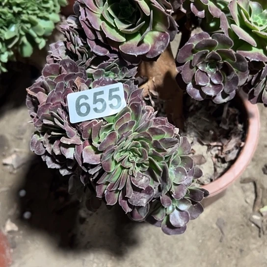 明***8多肉植物一个荷兰655