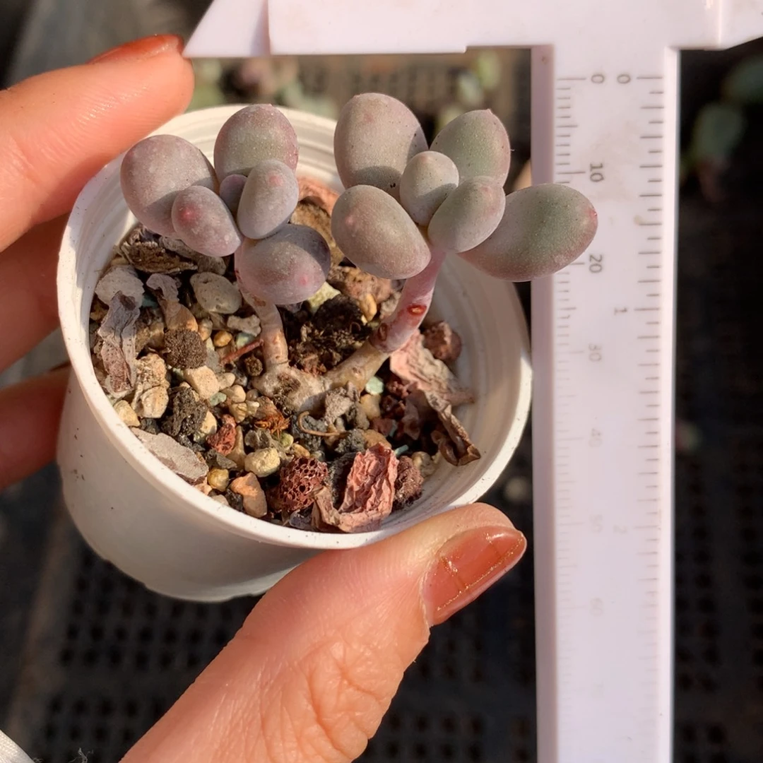 韩国彩虹奶酪多肉