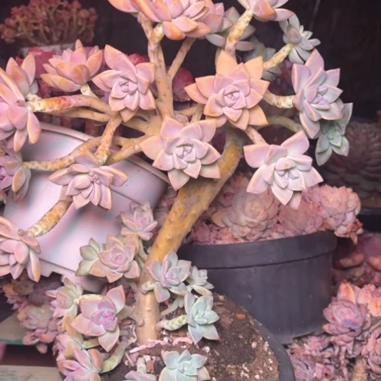 汤****号多肉植物的植物