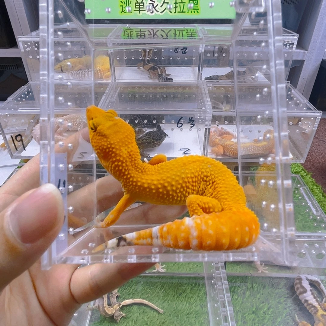 豹纹守宫守宫可爱好看迷人气质