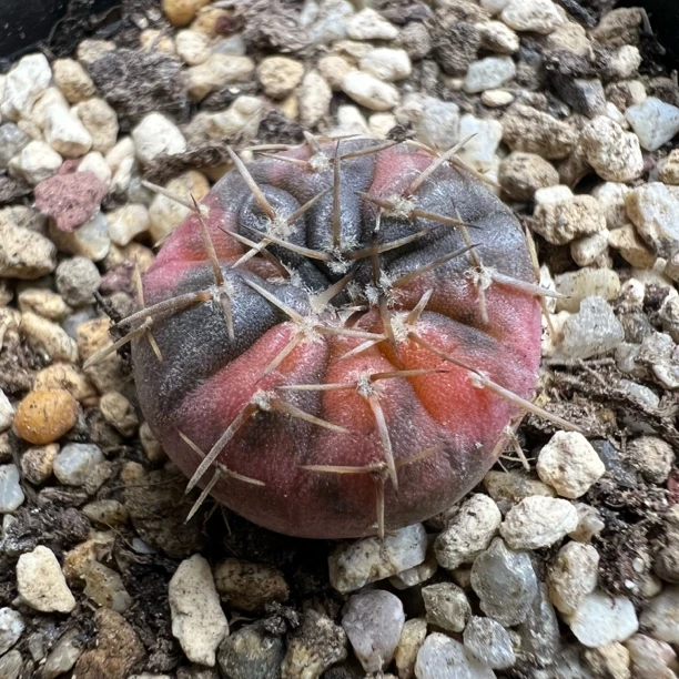 怪龙丸锦实生仙人球块根多肉室内防辐射好养绿植盆栽