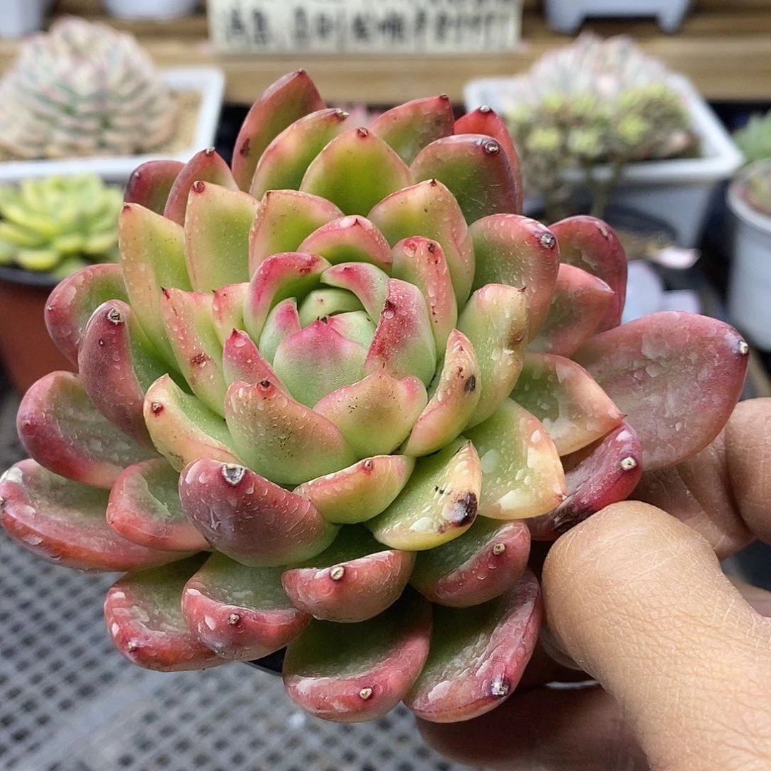 0989 水晶珍妮锦