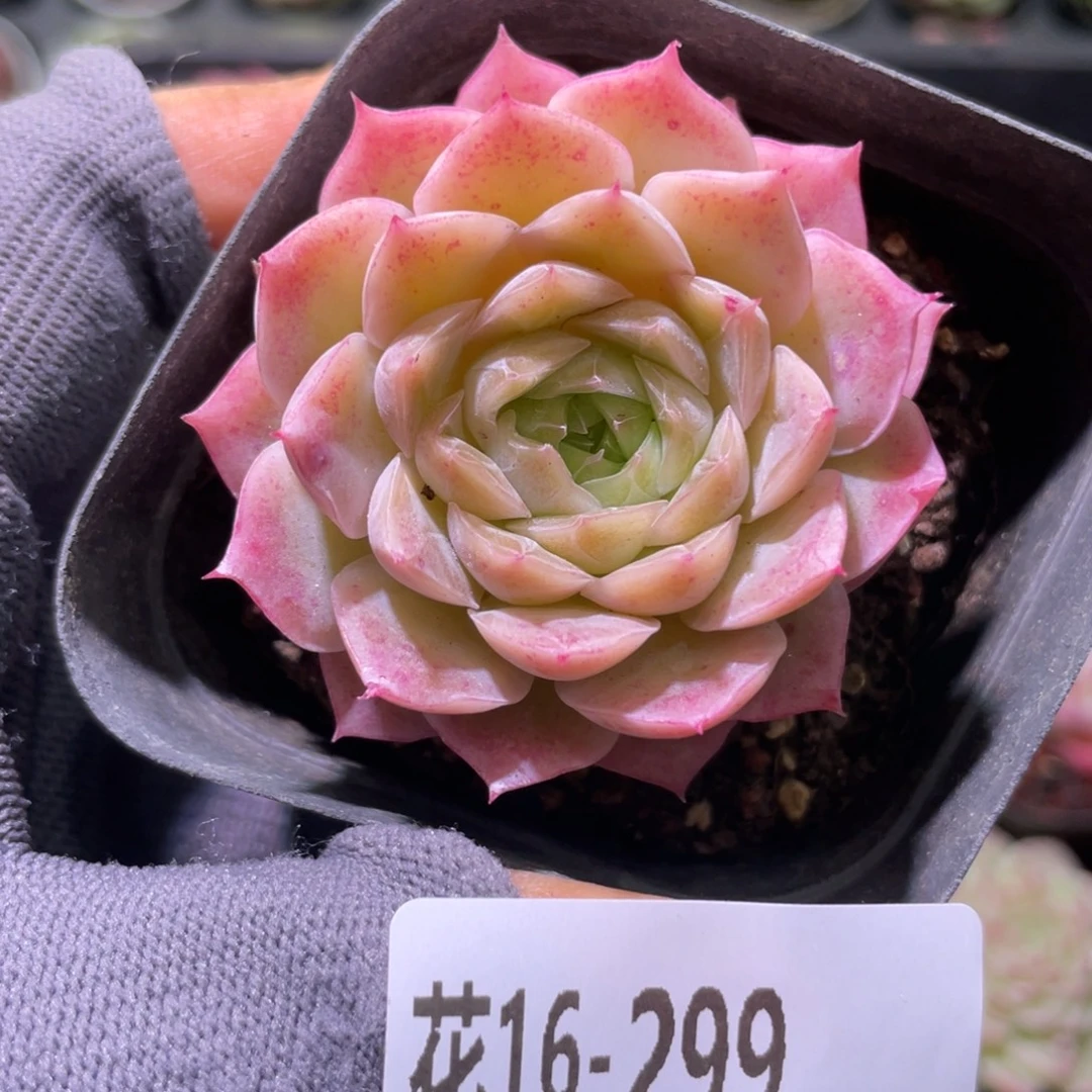 花利美16-299云梦仙子