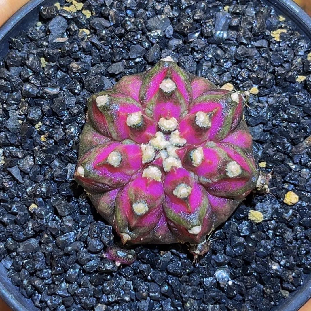 七角星腹棱 米哈仙人球