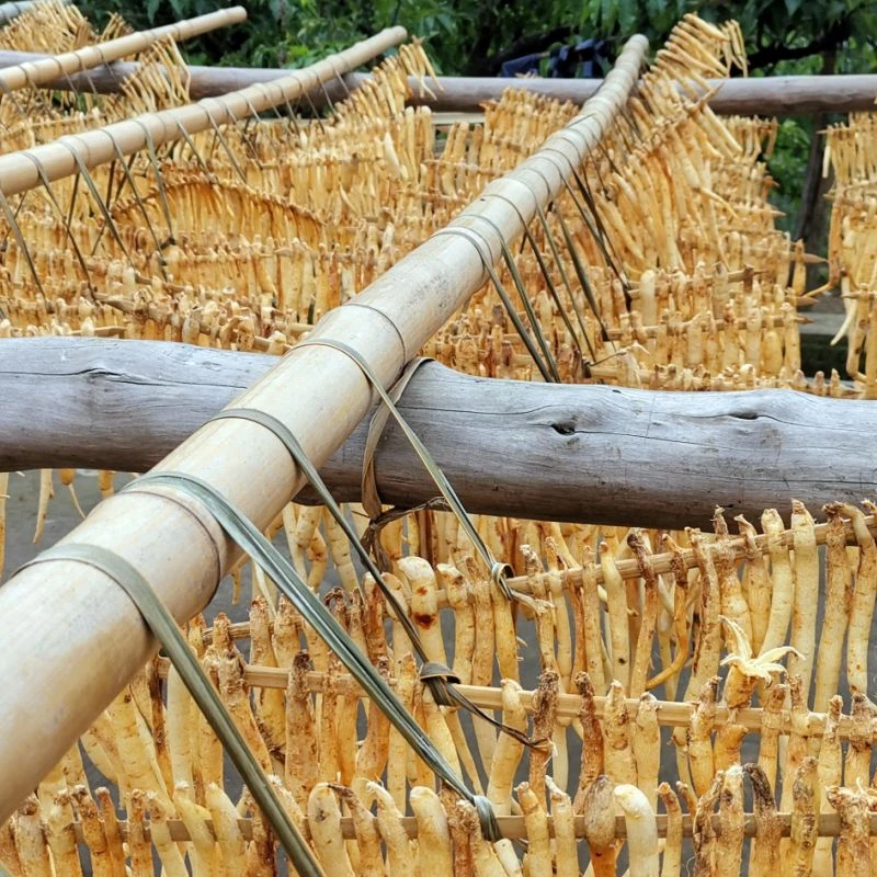 四川巴中原产地川明参沙参滋补煲汤炖鸡炖肉精品干货特产250g/袋