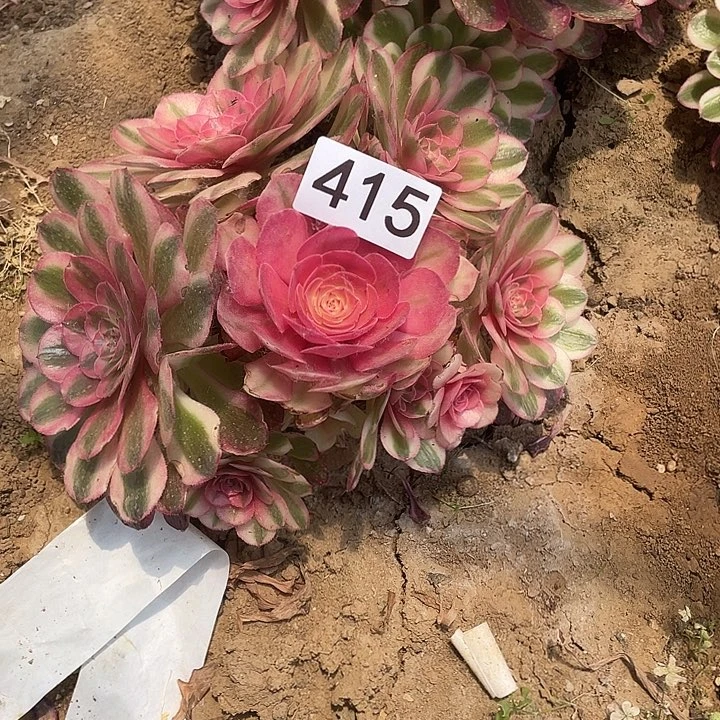多肉植物法师415粉体荔枝