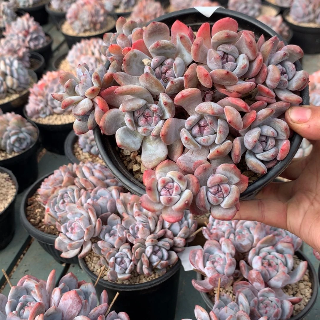 哈哈哈哈哈哈哈18