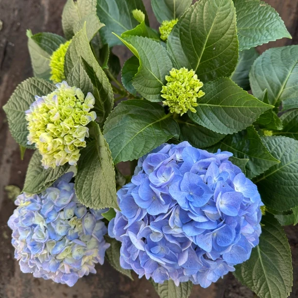 晴天 大花绣球卷边花型易养护阳台庭院盆栽花卉昆明基地直发