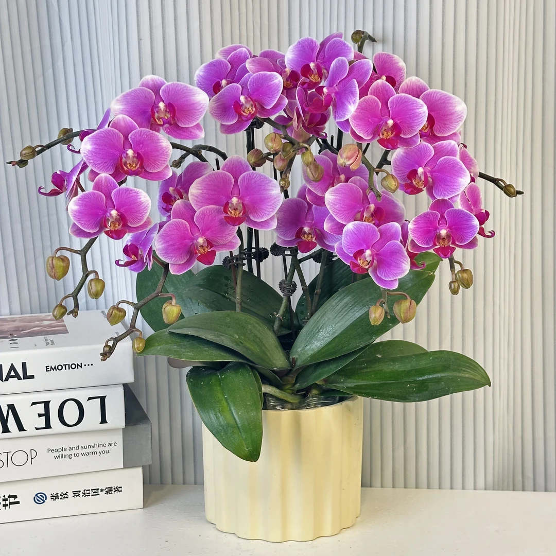 蝴蝶兰《 红霞飞》年度爆款花组盆绿色美观花色娇艳耐养室内花3-3