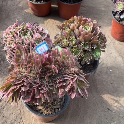 353多肉植物组合，