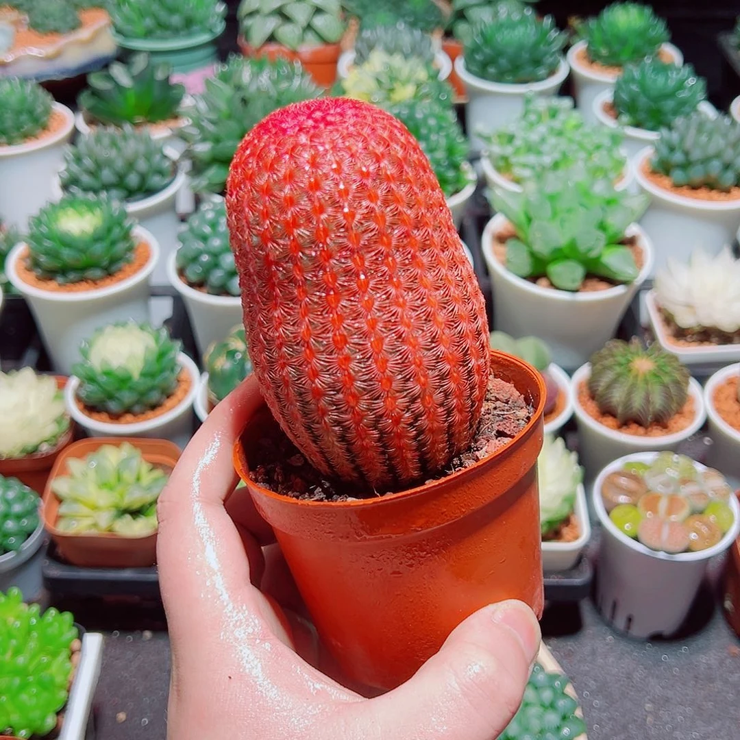 大号红太阳多肉多肉多肉多肉