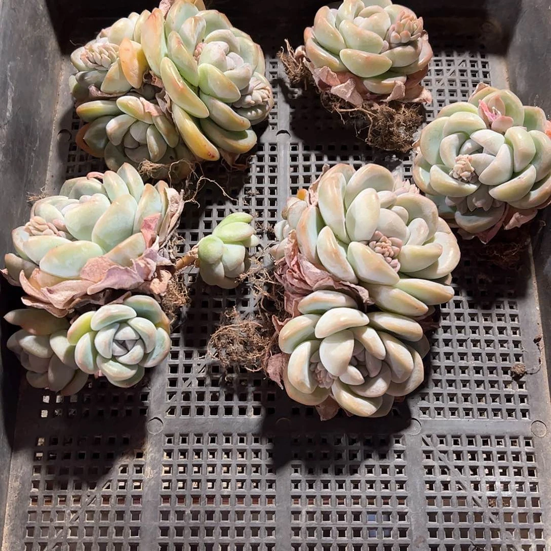 直播福利一物一拍241