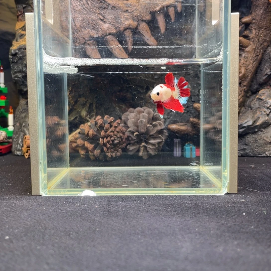 斗鱼十二月十九日竞价