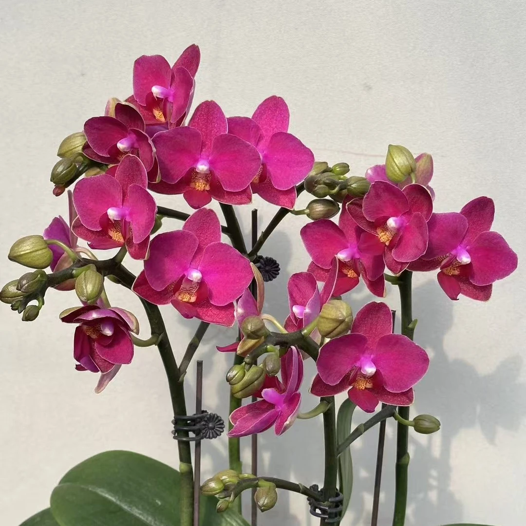 （火龙果2-4）蝴蝶兰 花期长 拍2份以上配大盆