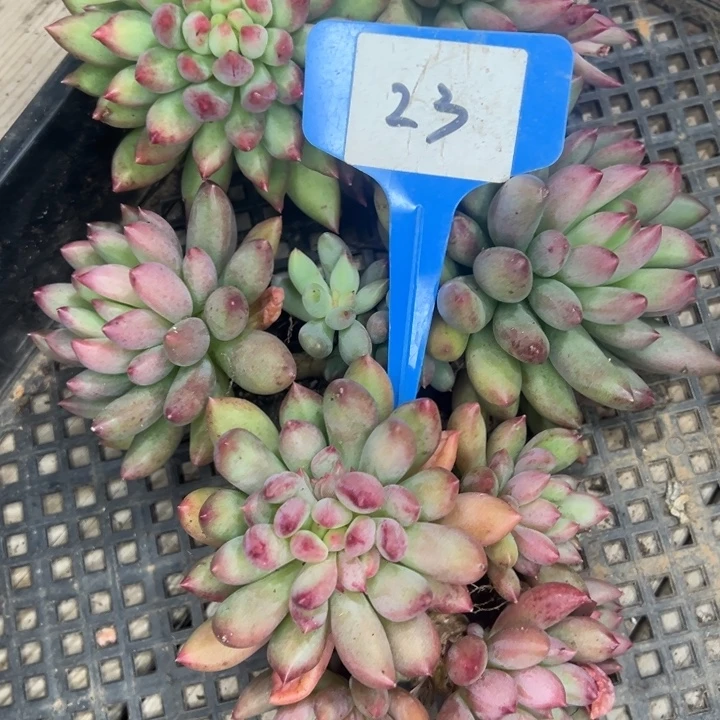 满***玉23/////////////==////