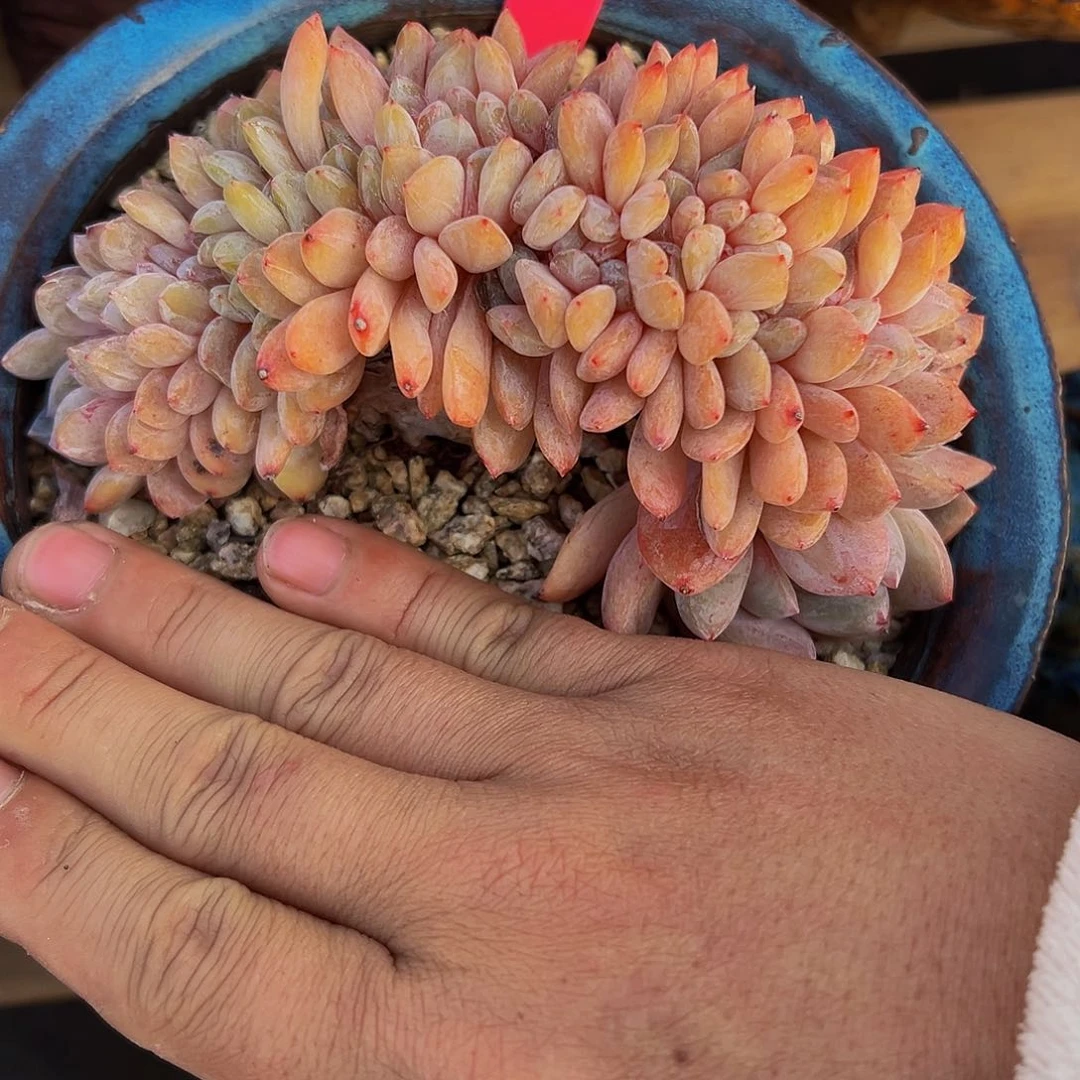 @****～a a s s s a a 07