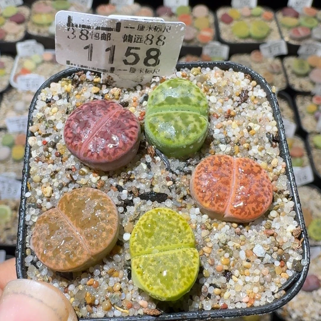 Sss清清清货卖1158