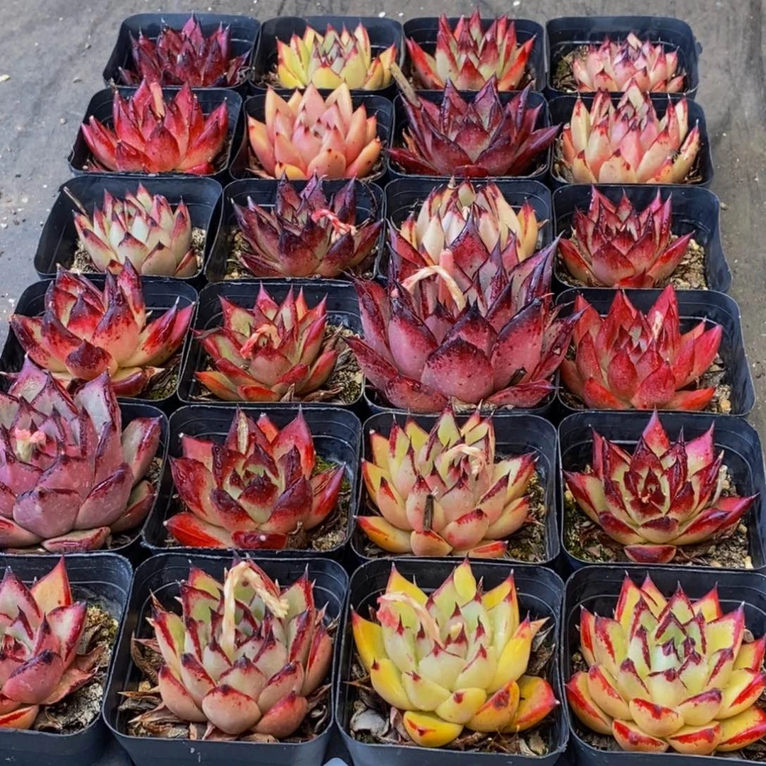 393多肉植物保护研究所所长助理研究员