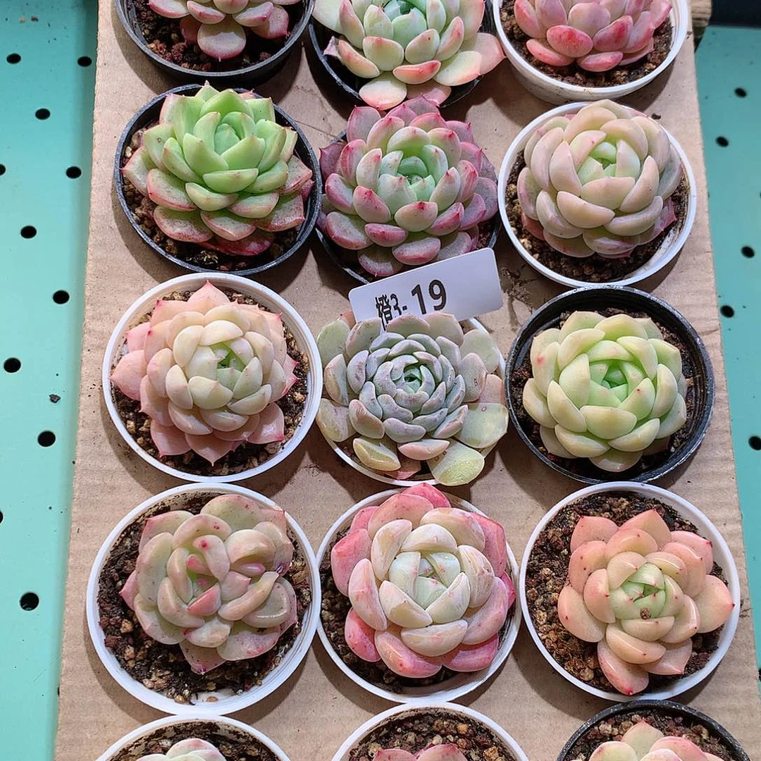 3-19一物一拍带盆18颗