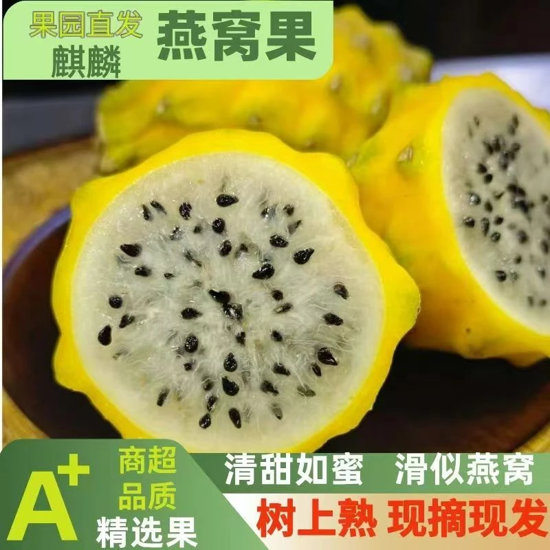 正宗海南种植高端贵族燕窝麒麟水果新鲜现摘现发香甜软糯多汁美味
