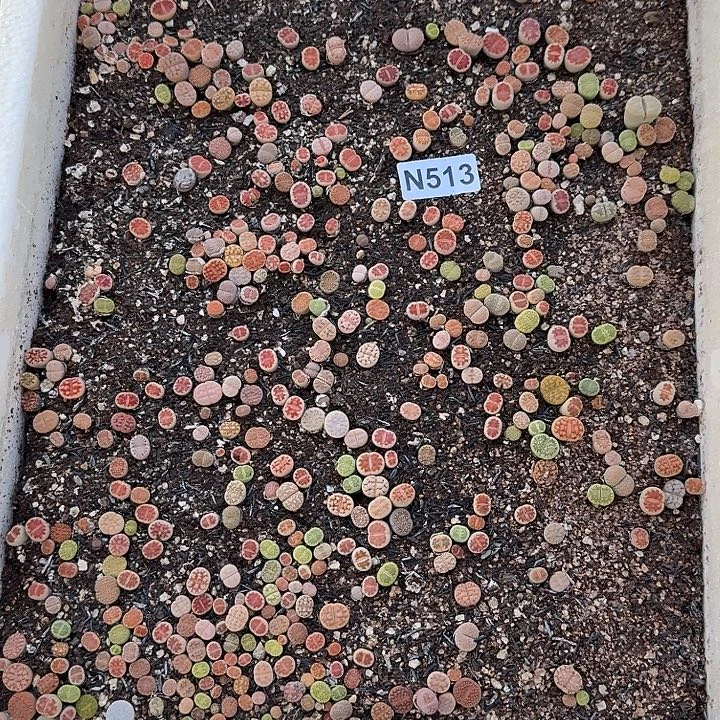 513生石花整筐脱土发货