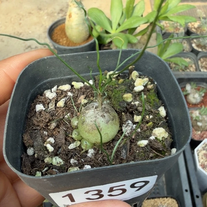 泰迪海葱（满28包邮）仙人球