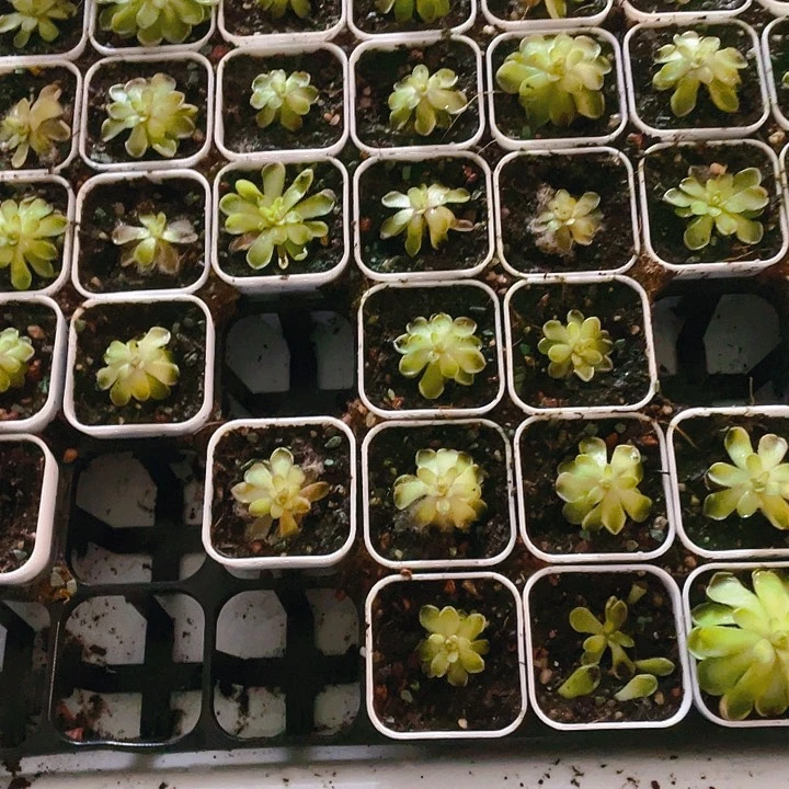 圆切捕虫堇中盆一个满25包邮