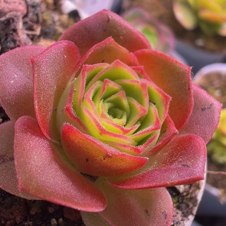 MLx 各种贵货 t780