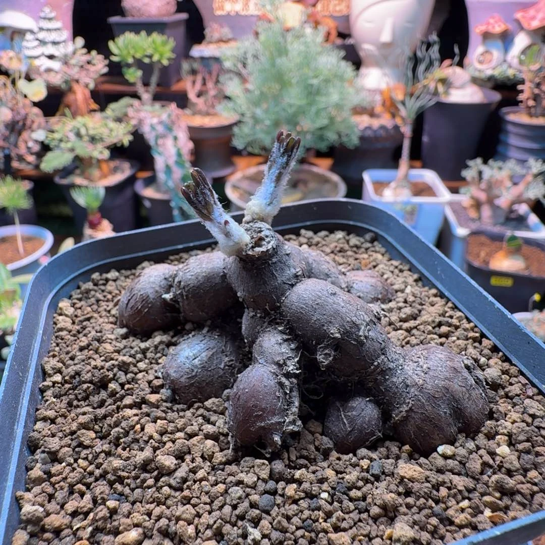 海星厚墩菊415 仙人掌