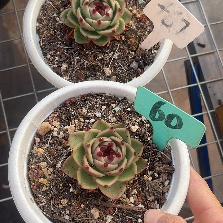 兩單包郵，一物一拍67,60