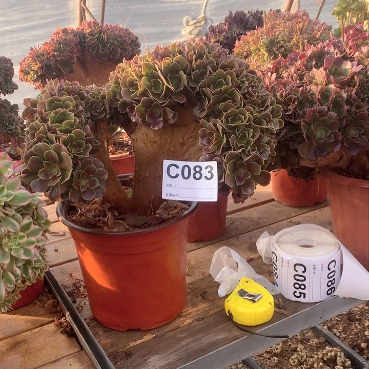 083玫瑰缀多肉法师