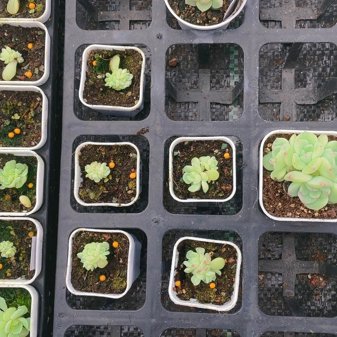 4头纸鸢中苗一个满25包邮