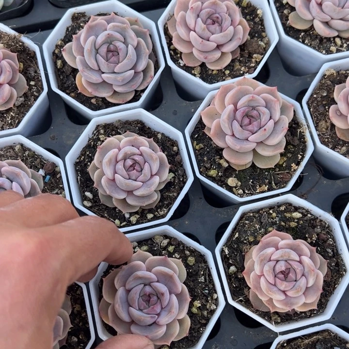 夜莺一颗量拍多肉满20包邮下午发