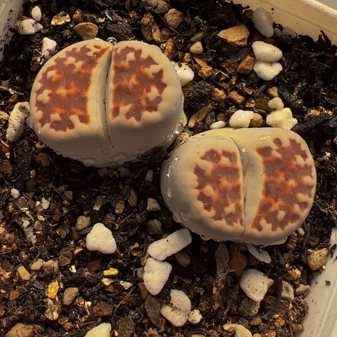 852多肉植物种类多样