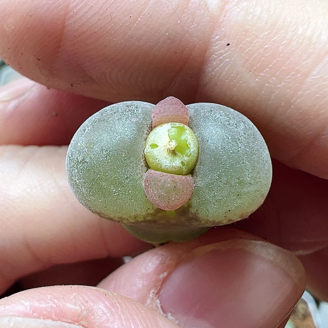 无花朵粉红女郎一颗包邮