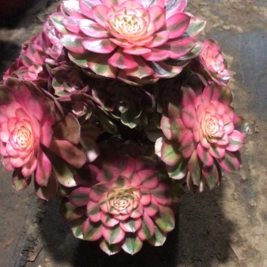 用***4无花朵荔枝法师多肉植物172号