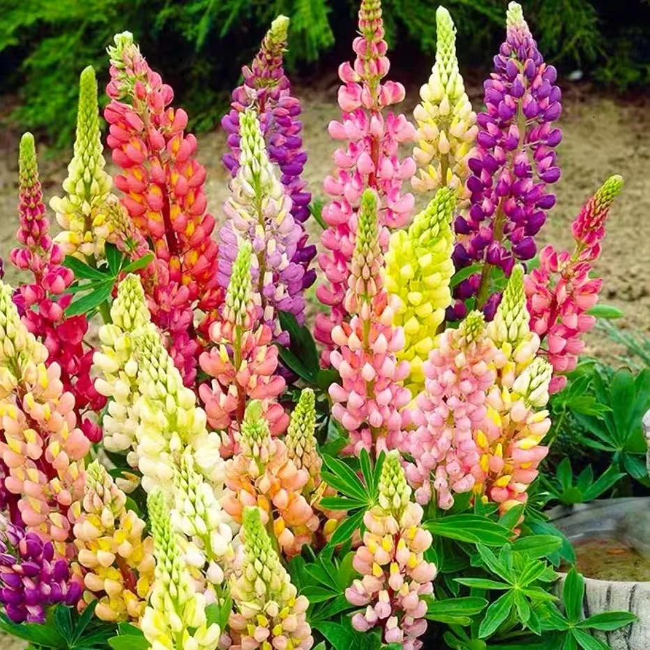 鲁冰花带香味 大苗带花羽扇豆花苗庭院阳台花卉喜阳